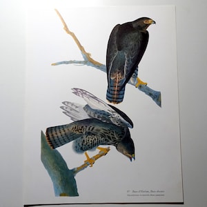 May include: A vintage print of two birds perched on branches. The top bird is black with a yellow beak and the bottom bird is gray and white with a yellow beak. The print is titled "97.  Buse d'Harlan. Buse obscure. Falcodonner Accipiterius Buse obscure."