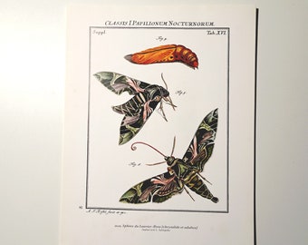 Impresión de mariposa. impresión de polilla. Ilustración de insectos. Entomología Pint.