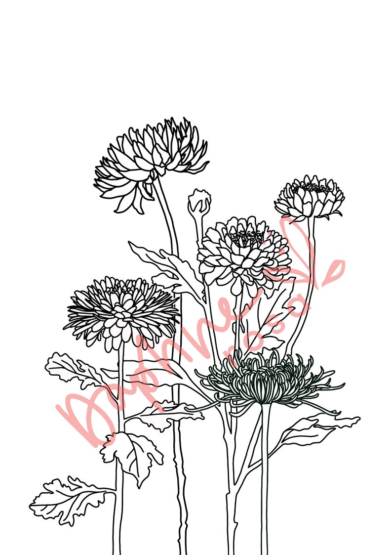 November Birth Flower Print Chrysanthemum Floral Art Print imagem 3