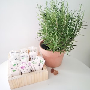 Herb label. Plant markers.