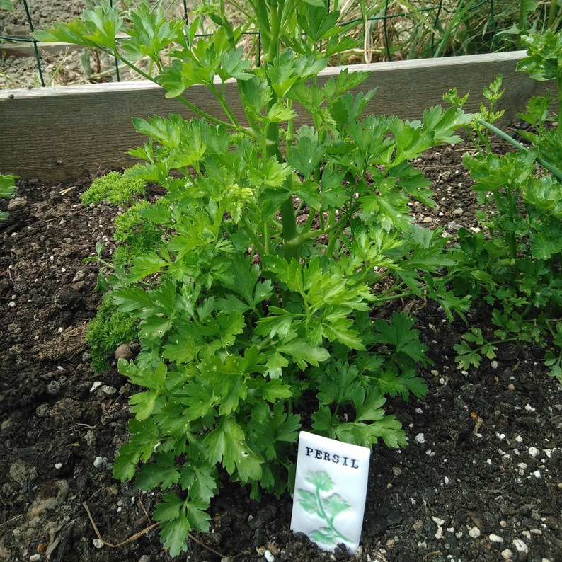 Etiquette à aromatiques. Marqueurs de plantes. image 8