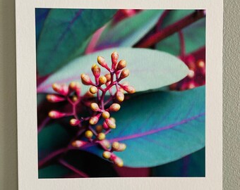 Artistic photo, eucalytus, small format