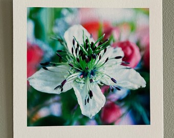 Photo artistique, fleur nigelle blanche, petit format