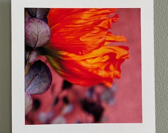 Photo artistique, pavot orange, petit format
