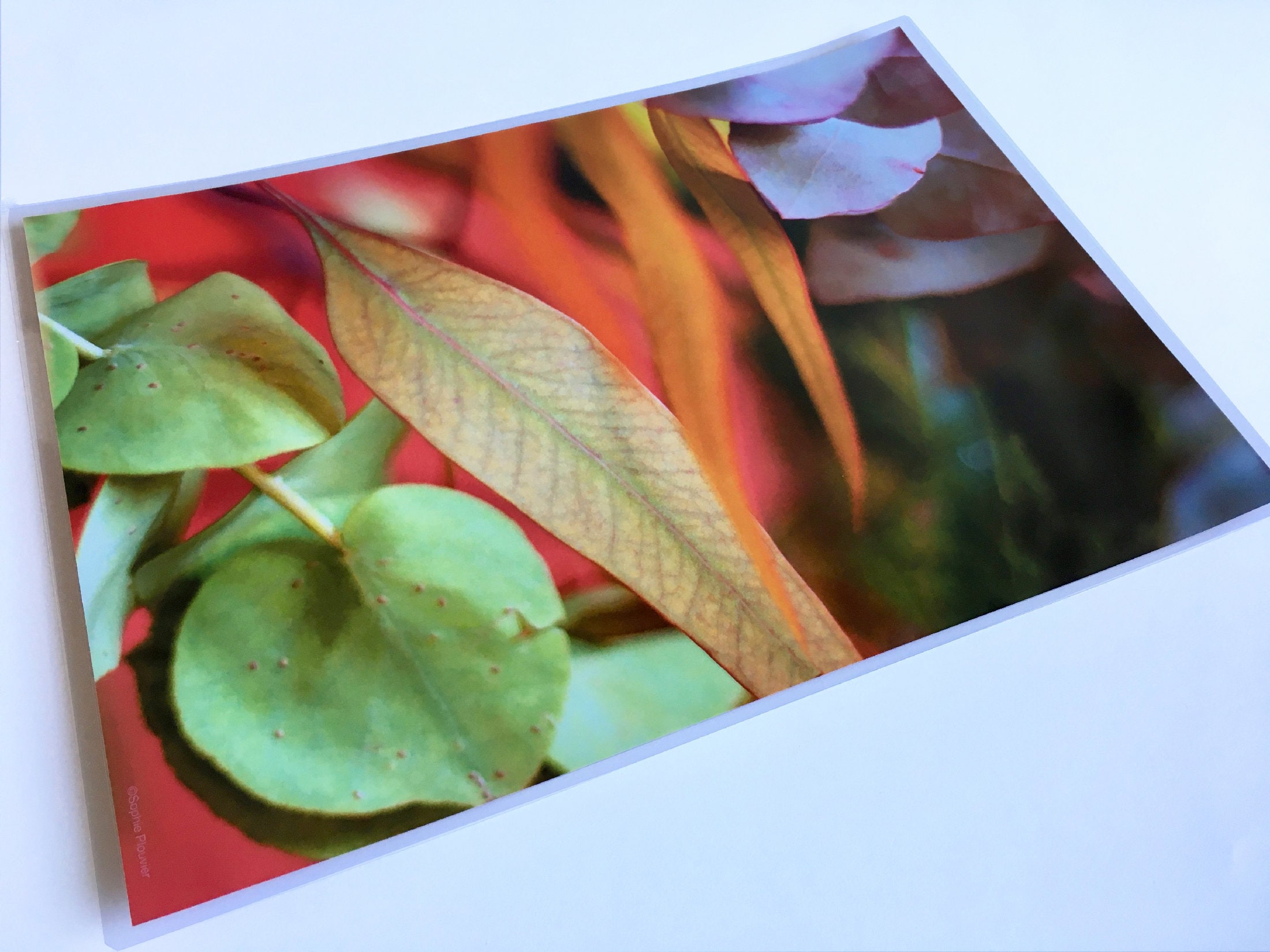 Set de Table Plastifié Végétal Photo Eucalyptus