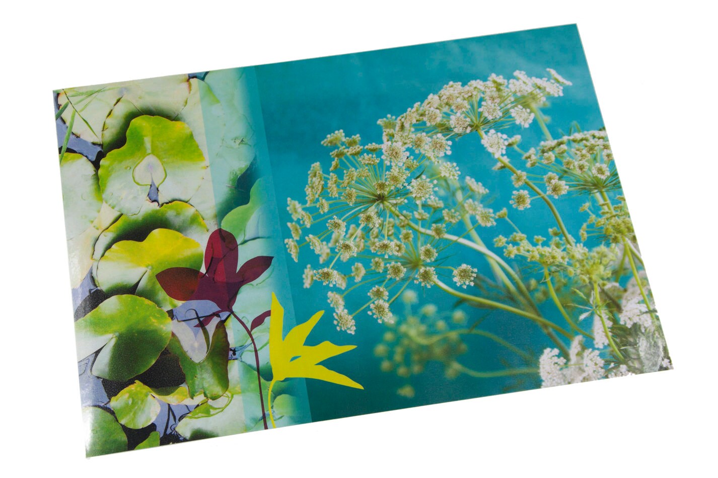 Set de Table Plastifié Photo Fleurie Carottes Sauvages et Nénuphars