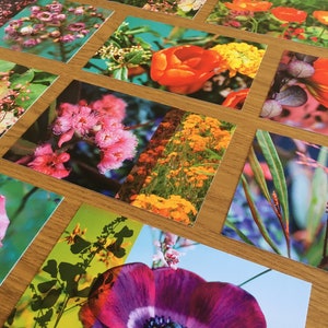 Lot de 5 cartes postales fleuries à choisir