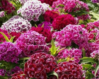 Dianthus Seed Pens,Mixed Colors, Plantable Favor, Earth Day Seed Pens, Teacher's Kit- Free Shipping