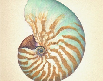 CHAMBERED NAUTILUS Seashell sea shell hand worked limited edition signed giclee art print