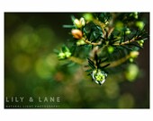 Rain Drop on Green Fine Art Print