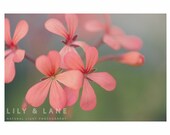 Floral Fine Art Print