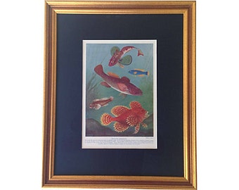 Framed Antique Fish Lithograph