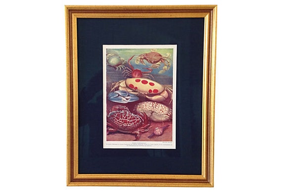 Framed Antique Crabs Lithograph