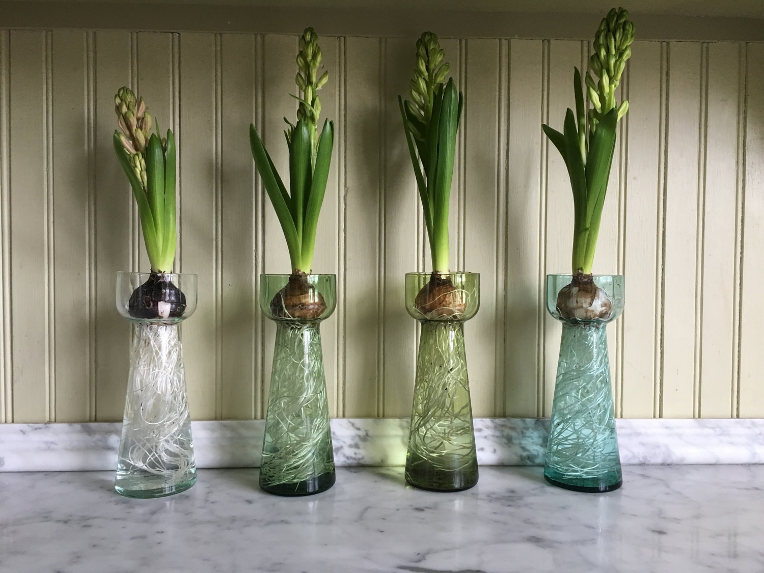 Set of four glass hyacinth bulb forcer vase Etsy