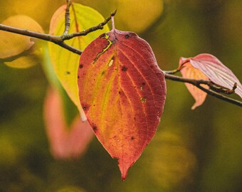 Dogwood Leaf - Columbia Forest - Photography Print