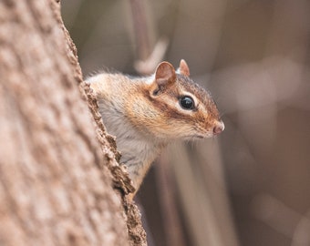 Peeking Chipmunk - Mill Race Trail - 8x10 - Photography Print