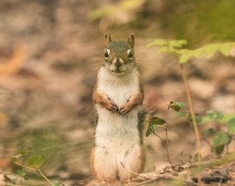 Portrait of a Red Squirrel - McCrea Lake - 8x10 Photography Print