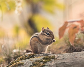 Snacking Chipmunk - McCrea Lake - 8x10 Photography Print