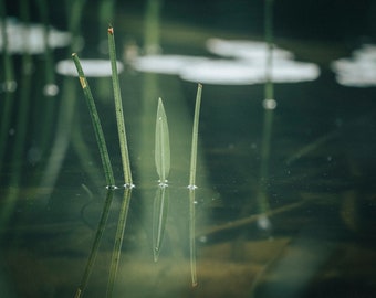 Reflective Pond Grasses - Terra Cotta - 10x8 Photography Print