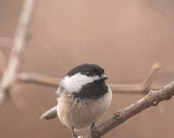 Chickadee with Breakfast - St Jacobs - 11x14 - Gallery Wrapped Canvas Print