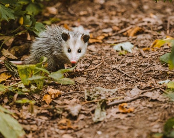 Possum - Wheatley - 8x10 Photography Print