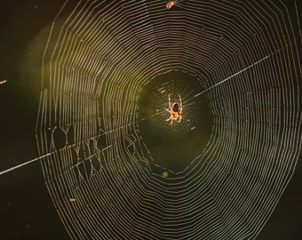 Backlit Spider - Halfway Lake - 8x10 - Photography Print