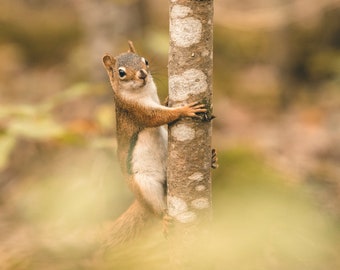 Curious Red Squirrel - McCrea Lake - 10x8 Photography Print
