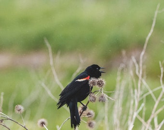 Red Wing Black Bird in Rain - Wilson's Flats - 8x10 Photography Print