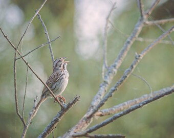 Song Sparrow - Photography - Wildlife - Bird - 11x14 - Canvas Print - Gallery Wrapped