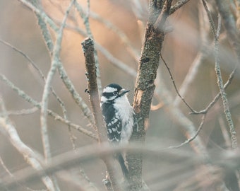 Downey Woodpecker at Sunrise - 8x10 Photography Print