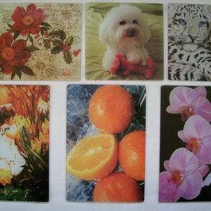 May include: A collection of six rectangular glass cutting boards featuring diverse imagery: red flowers with the text Joy, a white dog with a toy, two snow leopards, a child in a white dress, fresh oranges, and pink orchid blossoms.