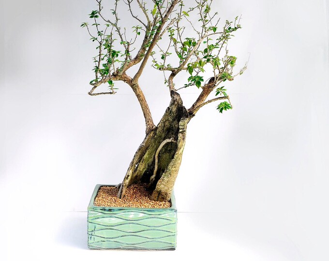 Mature Bougainvillea bonsai tree, "Ukraine" collection from LiveBonsaiTree