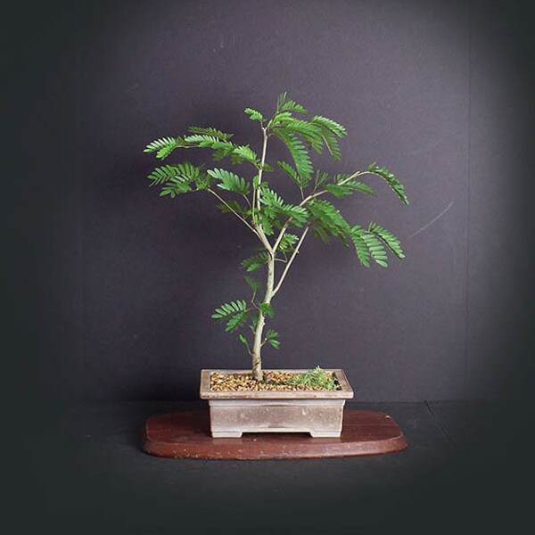Powder Puff bonsai tree, Blooming Tropics Collection from LiveBonsaiTree