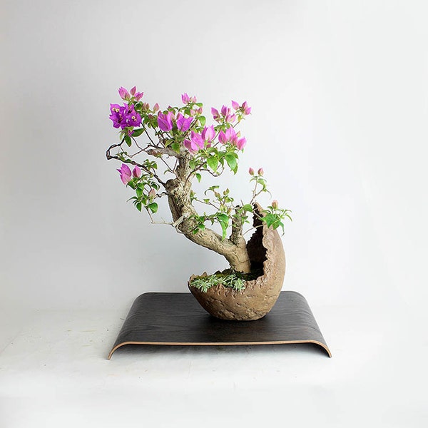 Pixie Bougainvillea Bonsai tree, "Fall'16 Tropicals Collection by LiveBonsaiTree