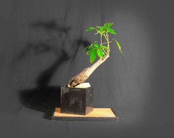 Kapok Bonsai Tree Etsy Kapok Bonsai Tree Etsy