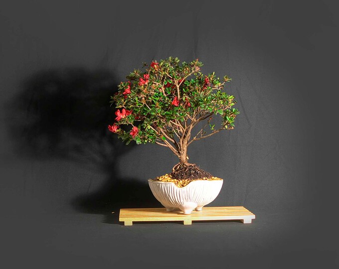 Livebonsaitree Livebonsaitree
