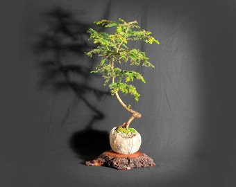 Mature Catlin Elm Bonsai Tree Essential Pet Etsy Mature Catlin Elm Bonsai Tree Essential Pet Etsy
