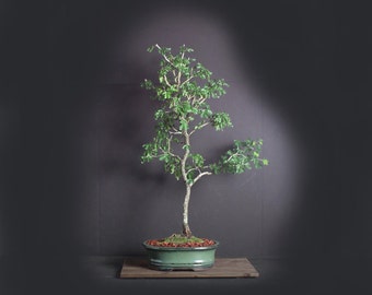 Texas ebony bonsai pictures — pic 3
