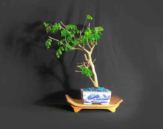 Flowering Bonsai Livebonsaitree Flowering Bonsai Livebonsaitree