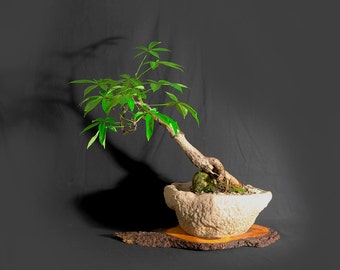 Kapok Bonsai Tree Etsy