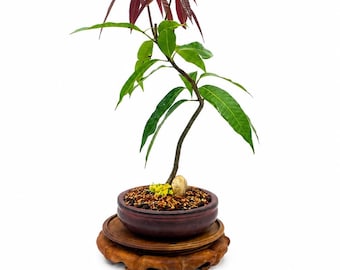 Rare Dwarf Thai Yellow Mango Bonsai Tree, Tropical Fruiting Plant