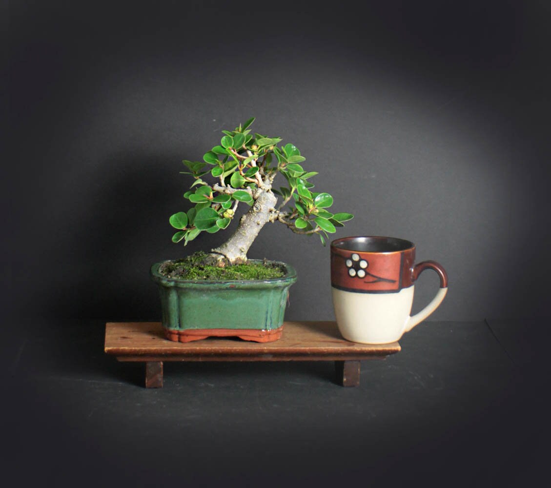 Green Island fig bonsai tree, Figs of the world collection from