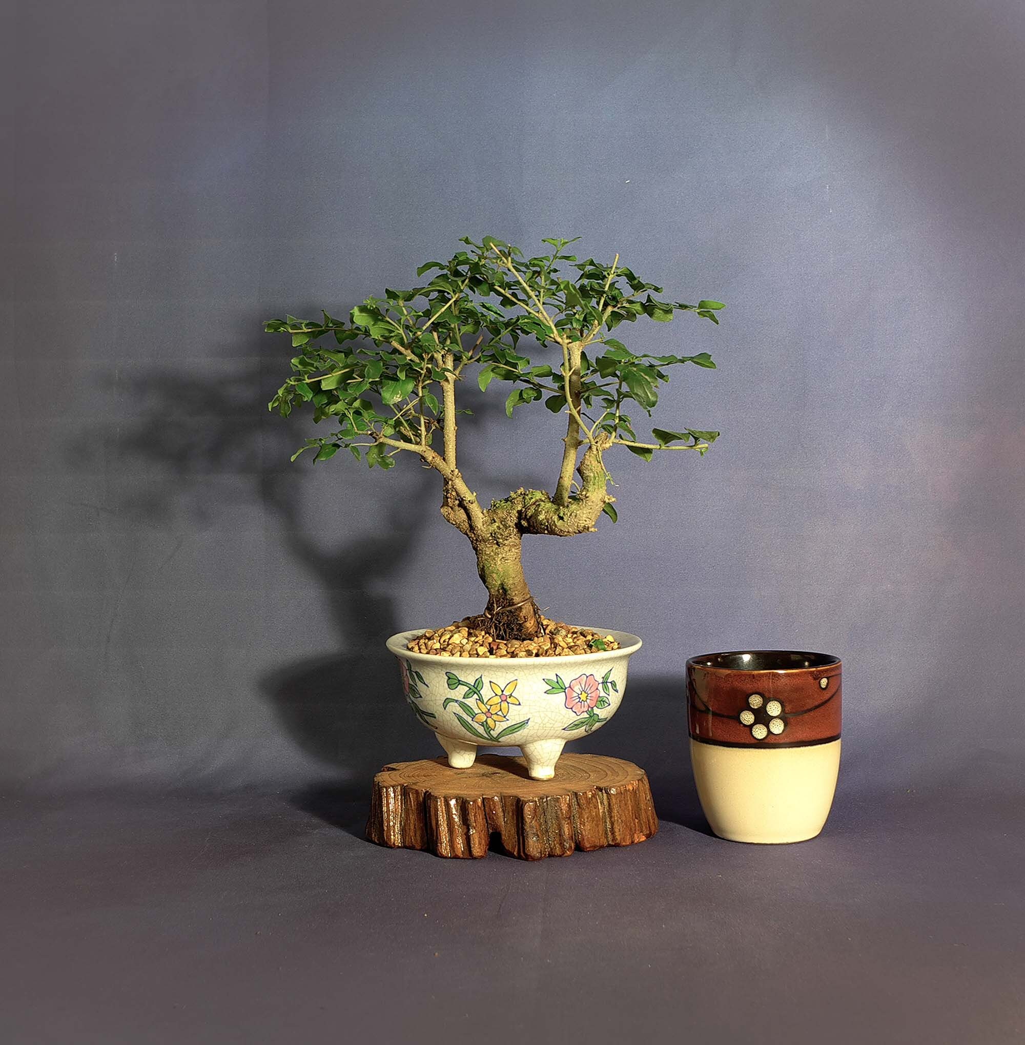 Ligustrum bonsai tree, Essential heroes collection from LiveBonsaiTree