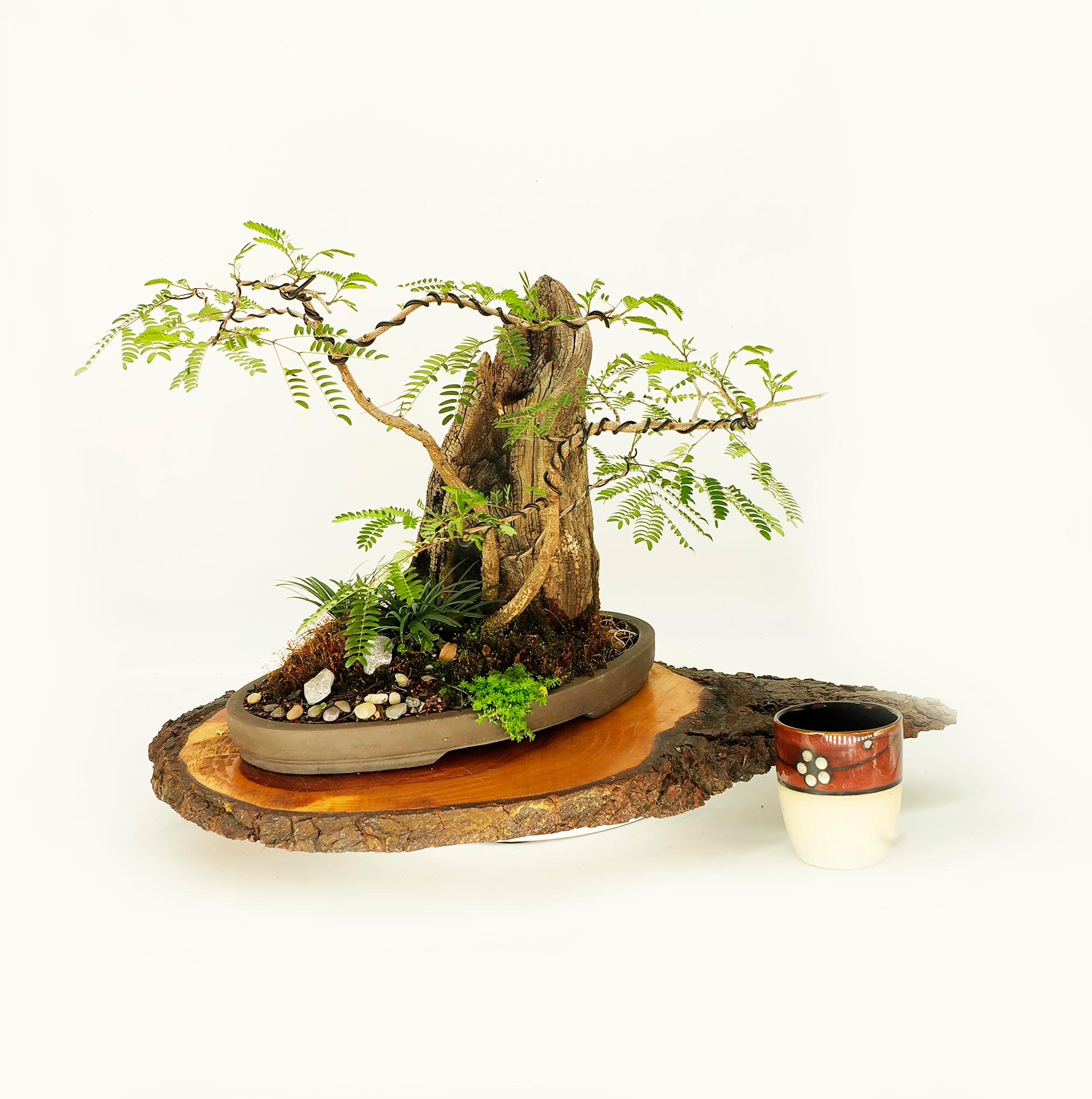 Tropical Mimosa Phoenix graft bonsai composition, Leo's Magic