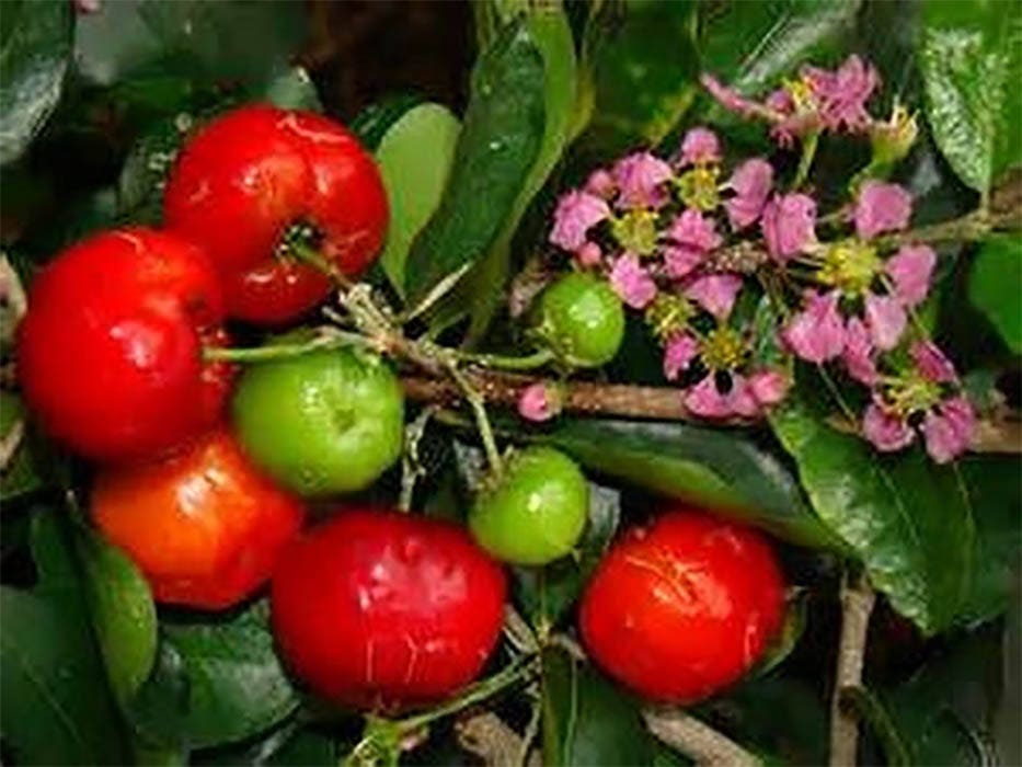 Dwarf Barbados Cherry Bonsai Tree Summer'17 Fruiting Collection by