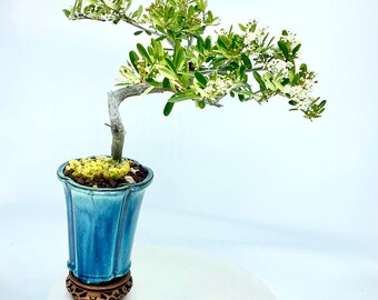 Firethorn bonsai tree, "Come home" collection from Live Bonsai tree