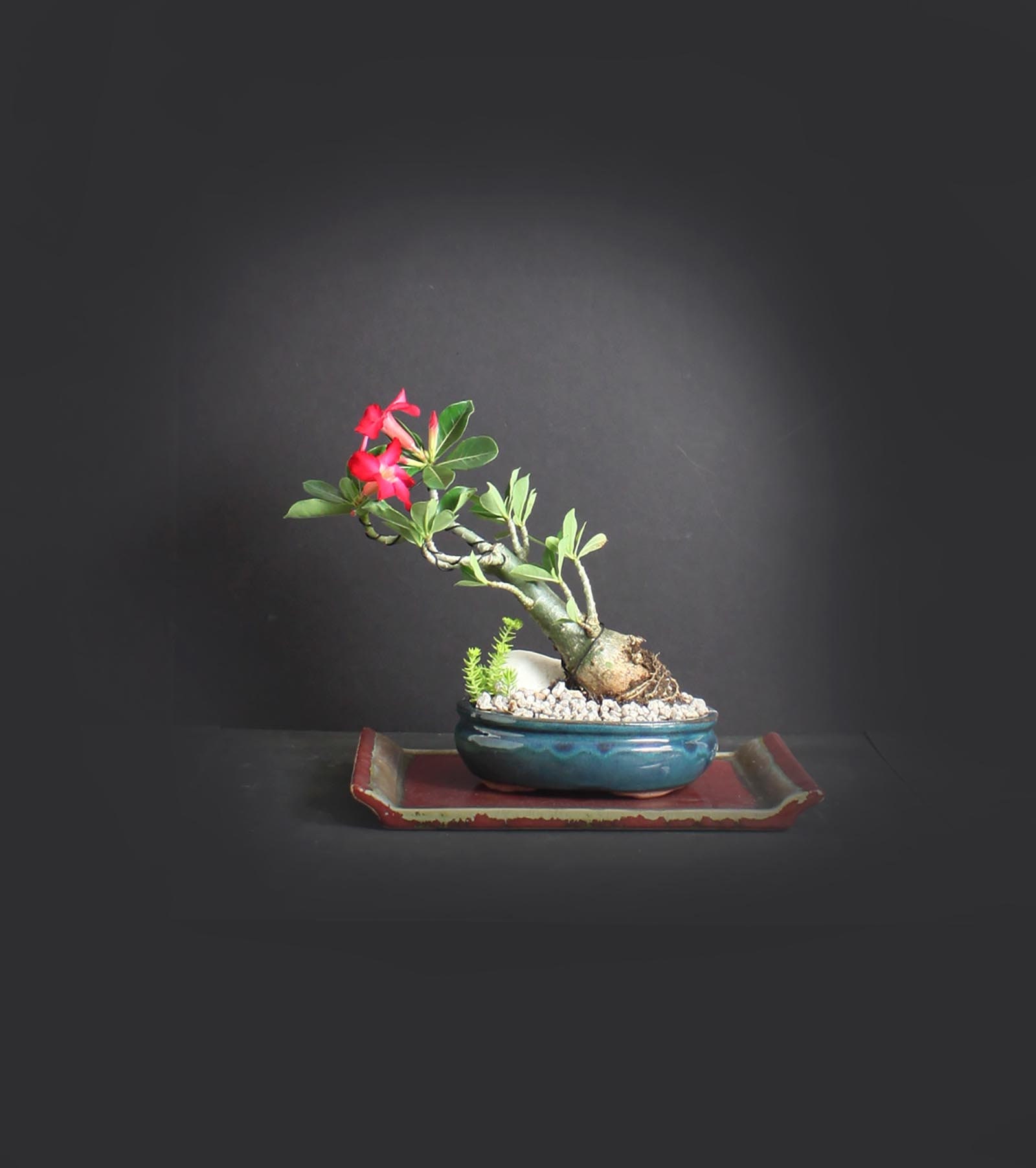 Desert Rose Bonsai Tree, Blooming collection from LiveBonsaiTree