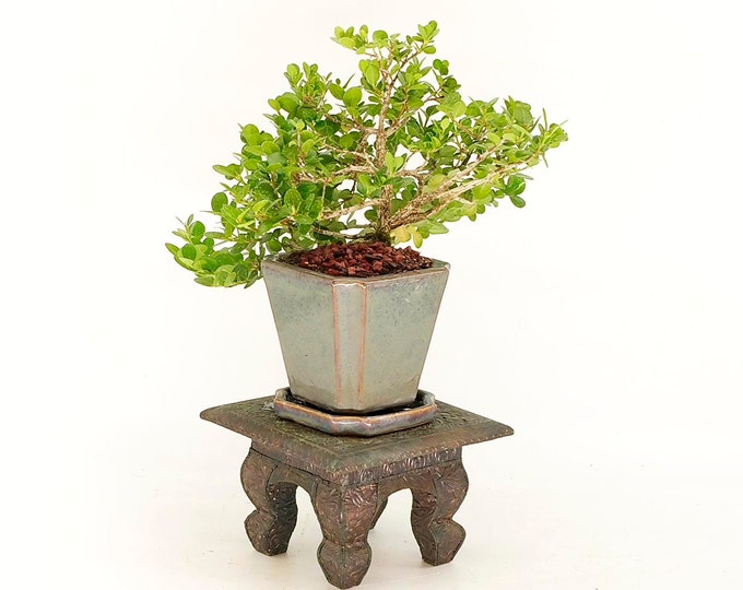 Natal Plum (Emerald blanket) bonsai tree, "Be kind" Collection" from Live Bonsai Tree