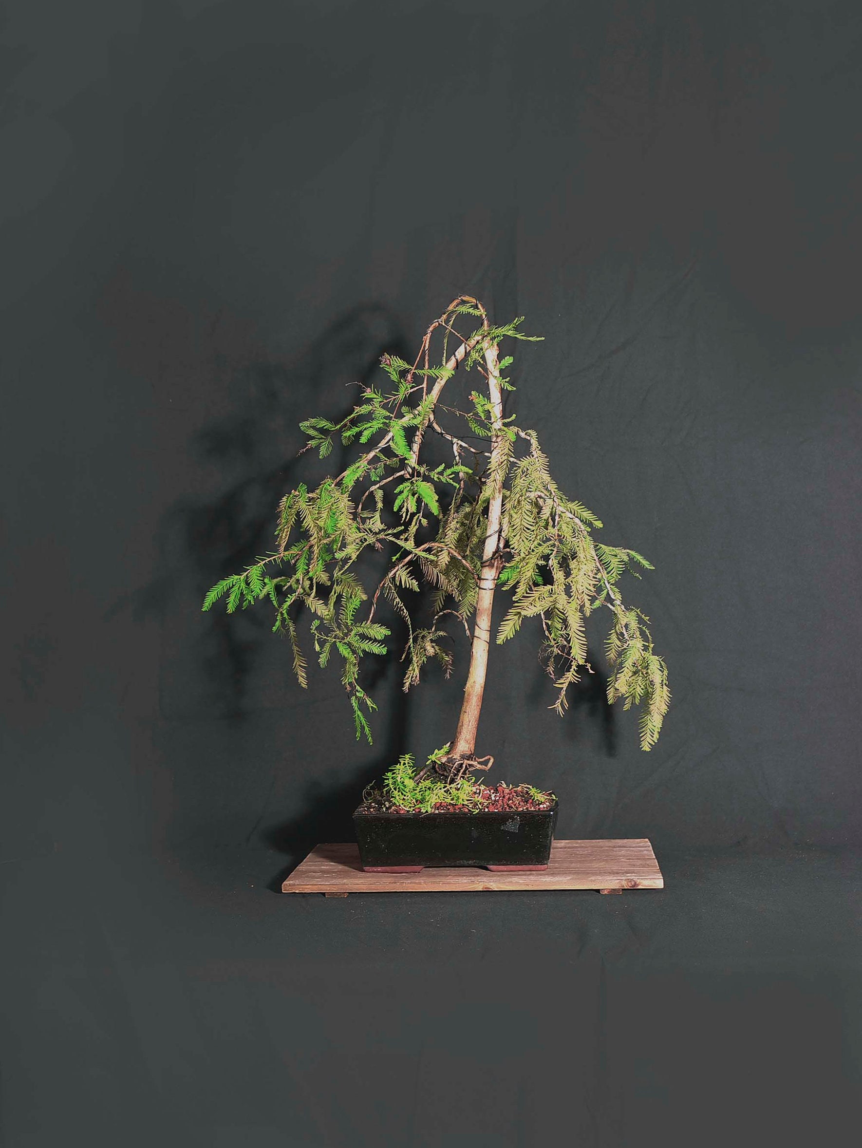 Bald cypress bonsai tree, Vote Bonsai collection from LiveBonsaiTree