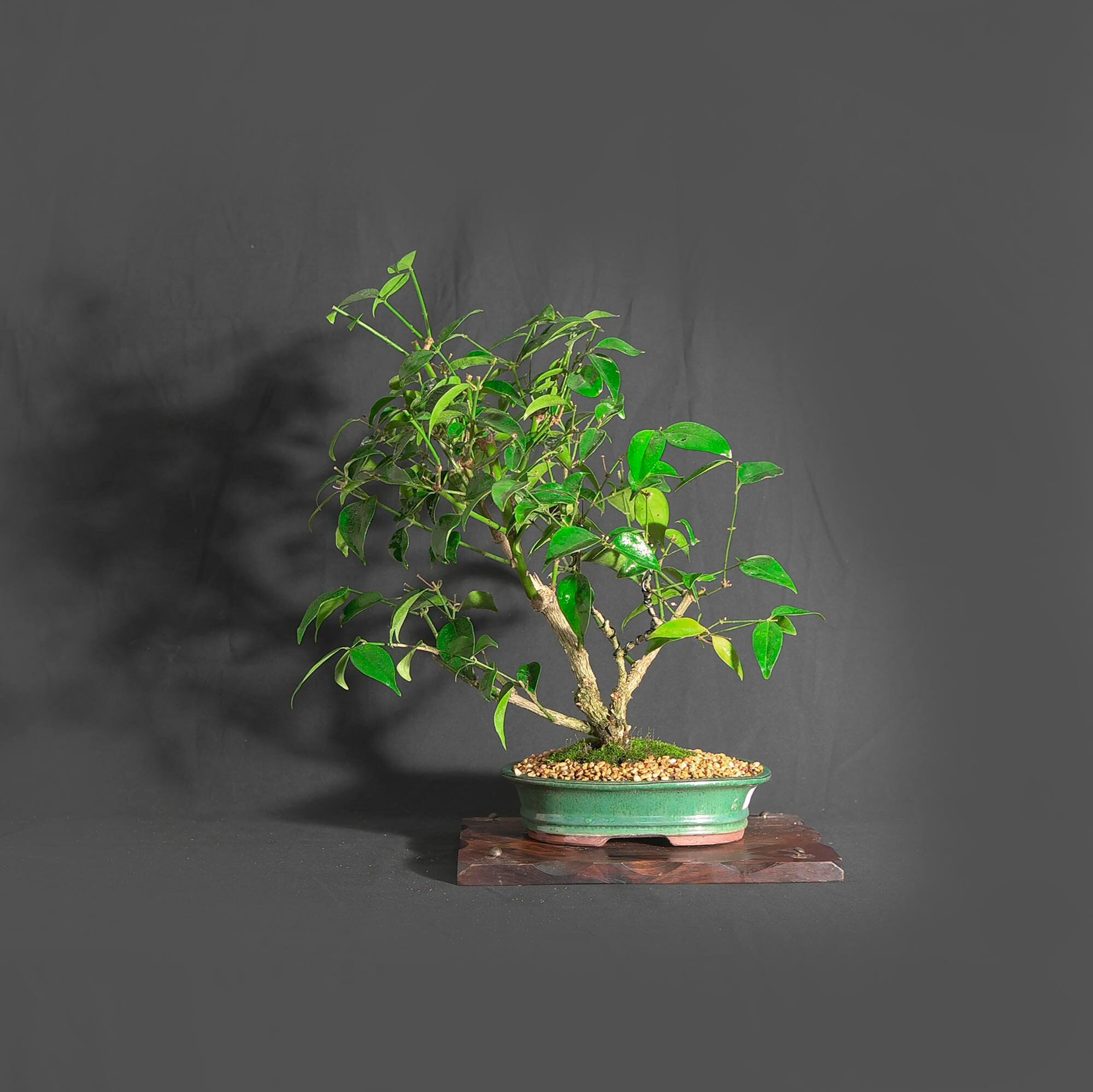 Winter jasmine bonsai tree, Schmelection collection from LiveBonsaiTree